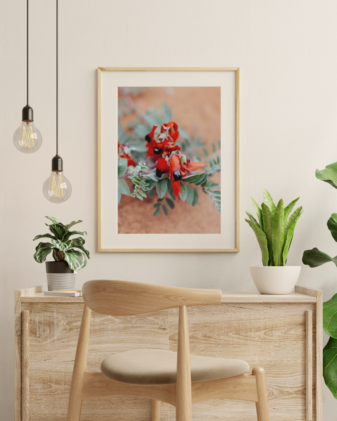 Australian Sturt Desert Pea Flower II Photographic Print