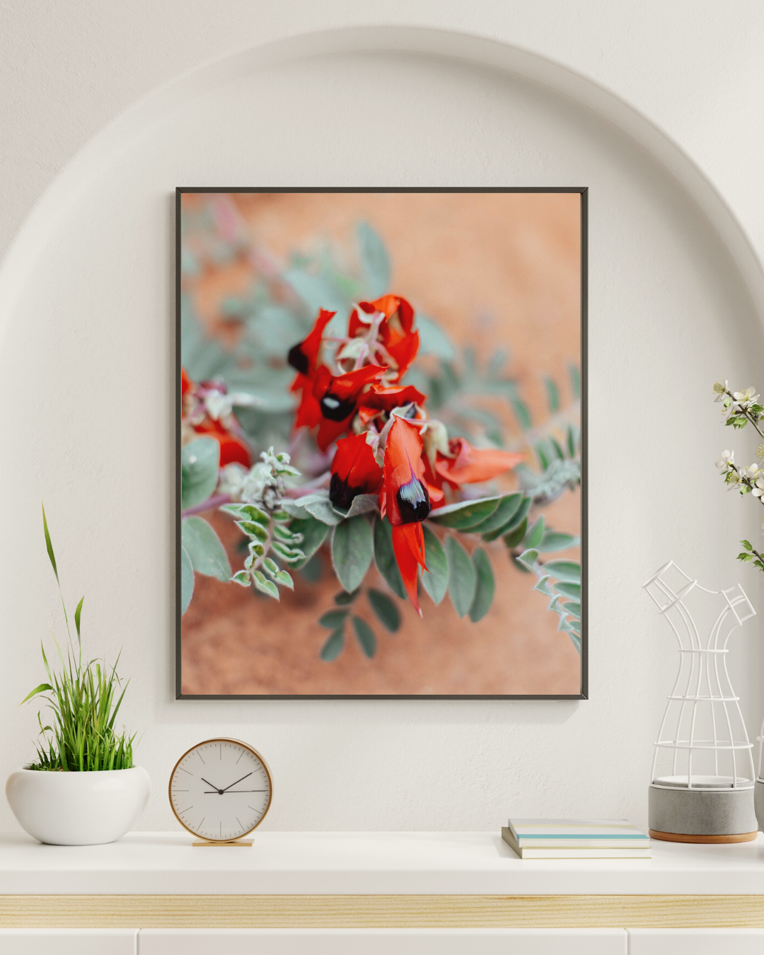 Australian Sturt Desert Pea Flower II Photographic Print