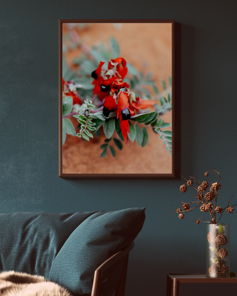 Australian Sturt Desert Pea Flower II Photographic Print