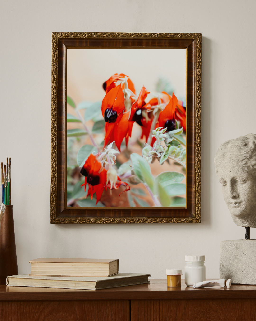 Australian Sturt Desert Pea Flower I Photographic Print