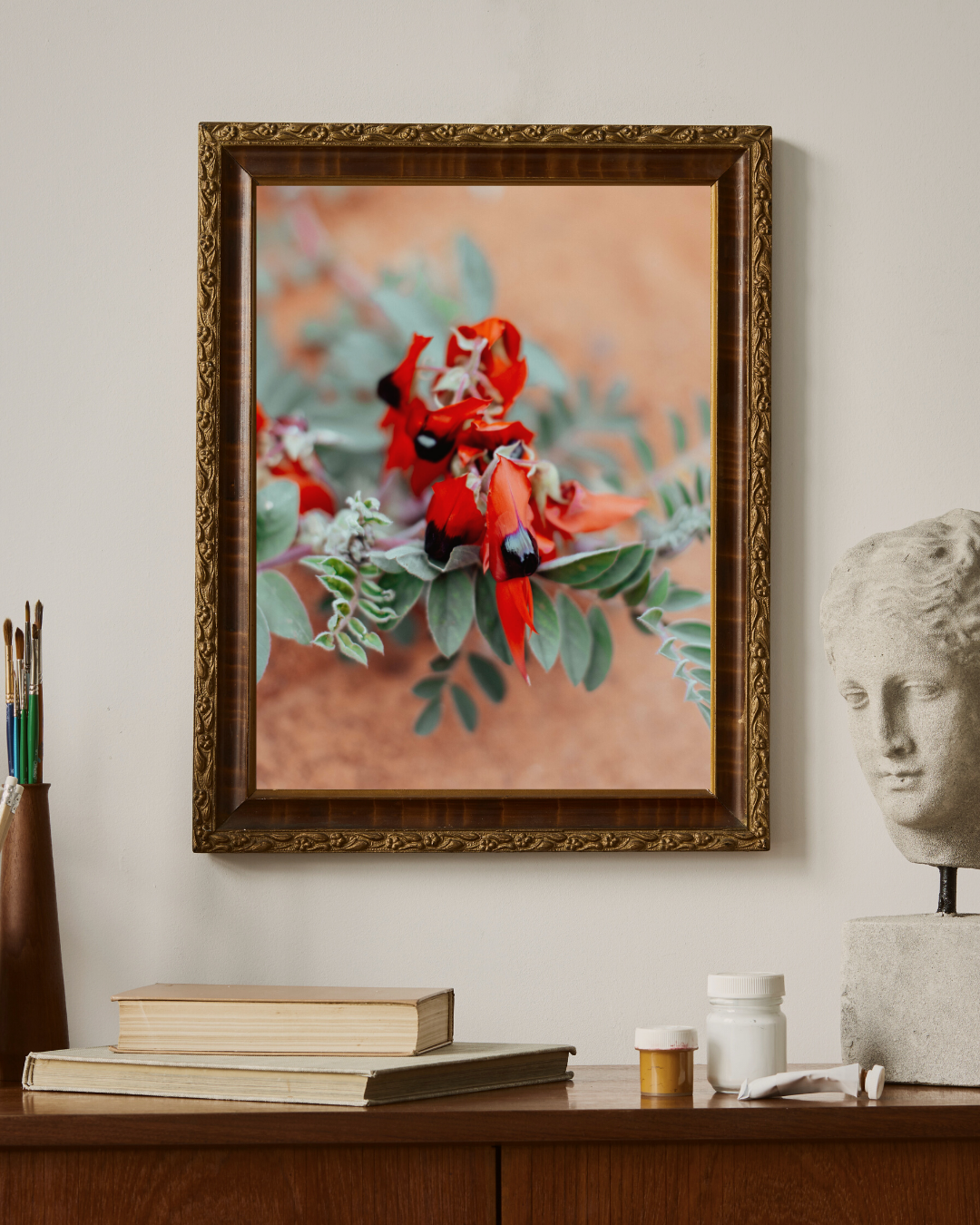 Australian Sturt Desert Pea Flower II Photographic Print