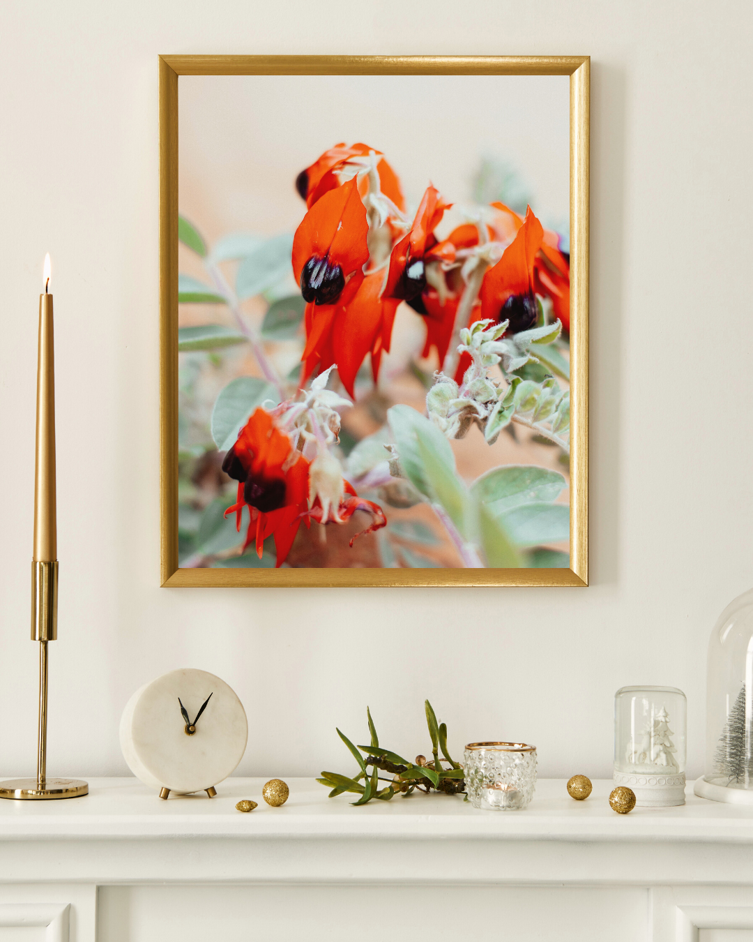 Australian Sturt Desert Pea Flower I Photographic Print