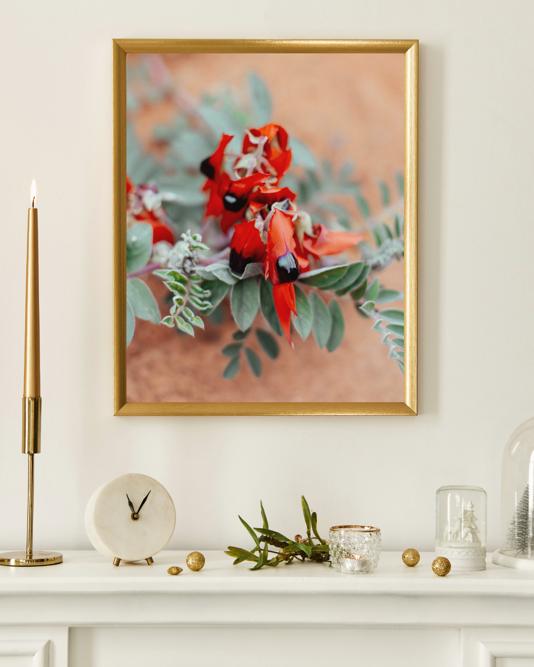 Australian Sturt Desert Pea Flower II Photographic Print