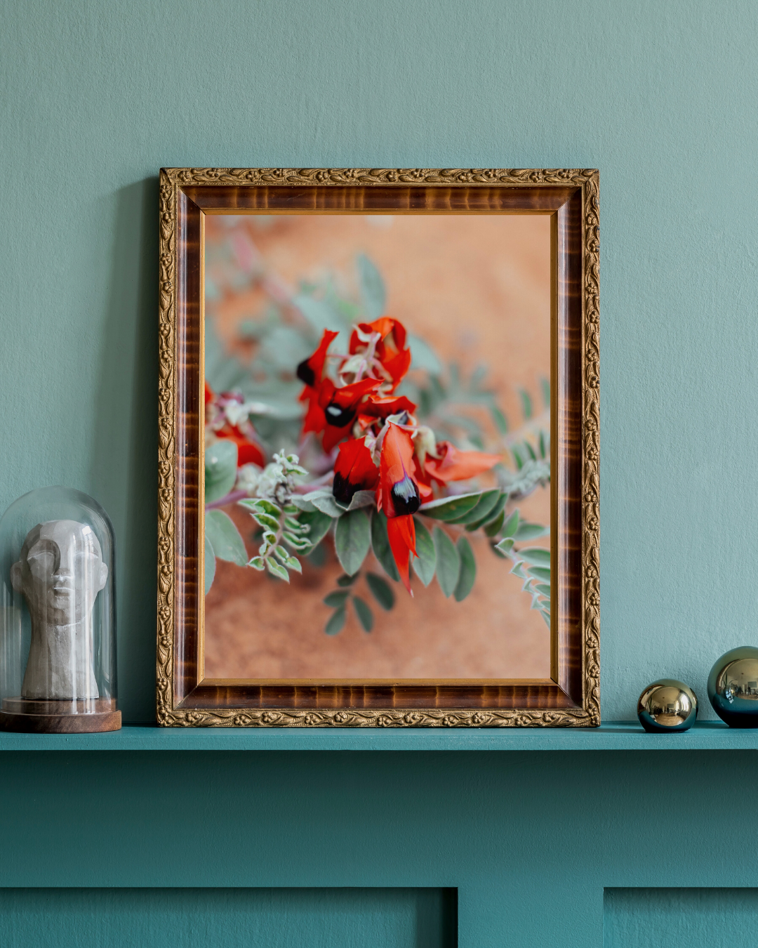 Australian Sturt Desert Pea Flower II Photographic Print