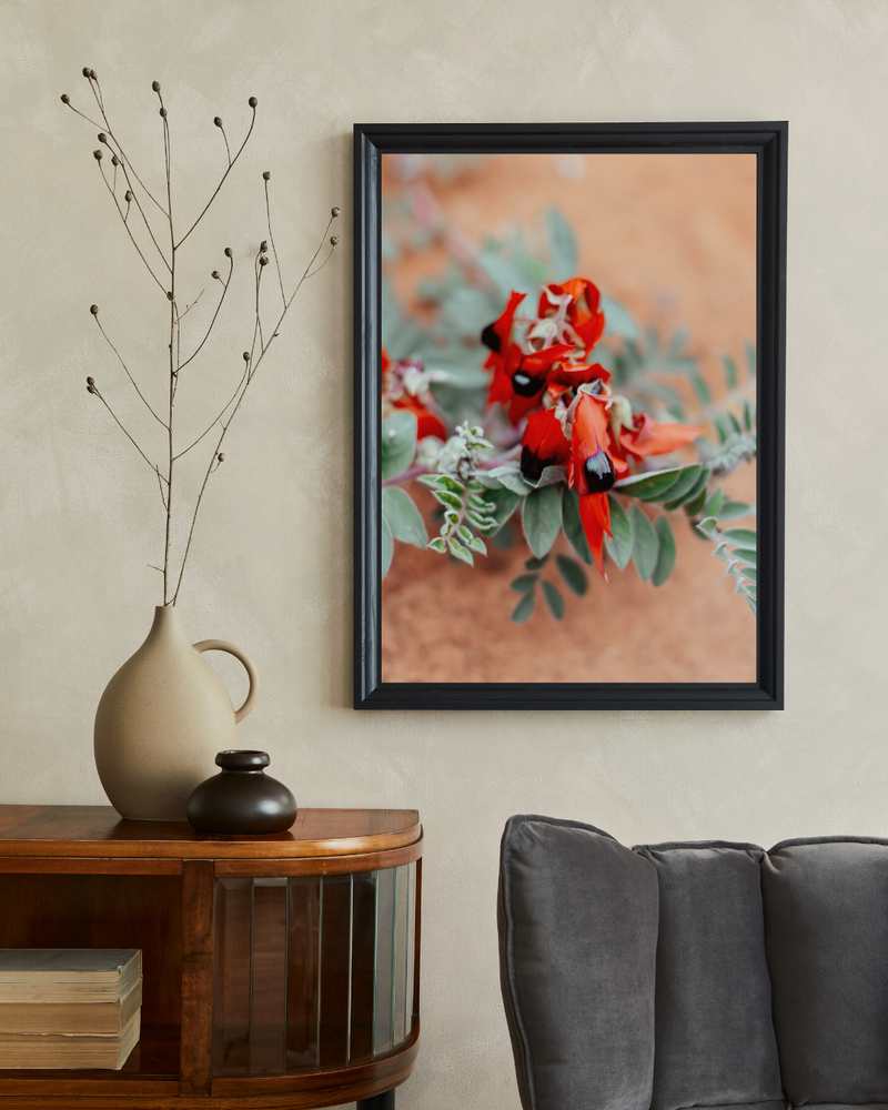 Australian Sturt Desert Pea Flower II Photographic Print