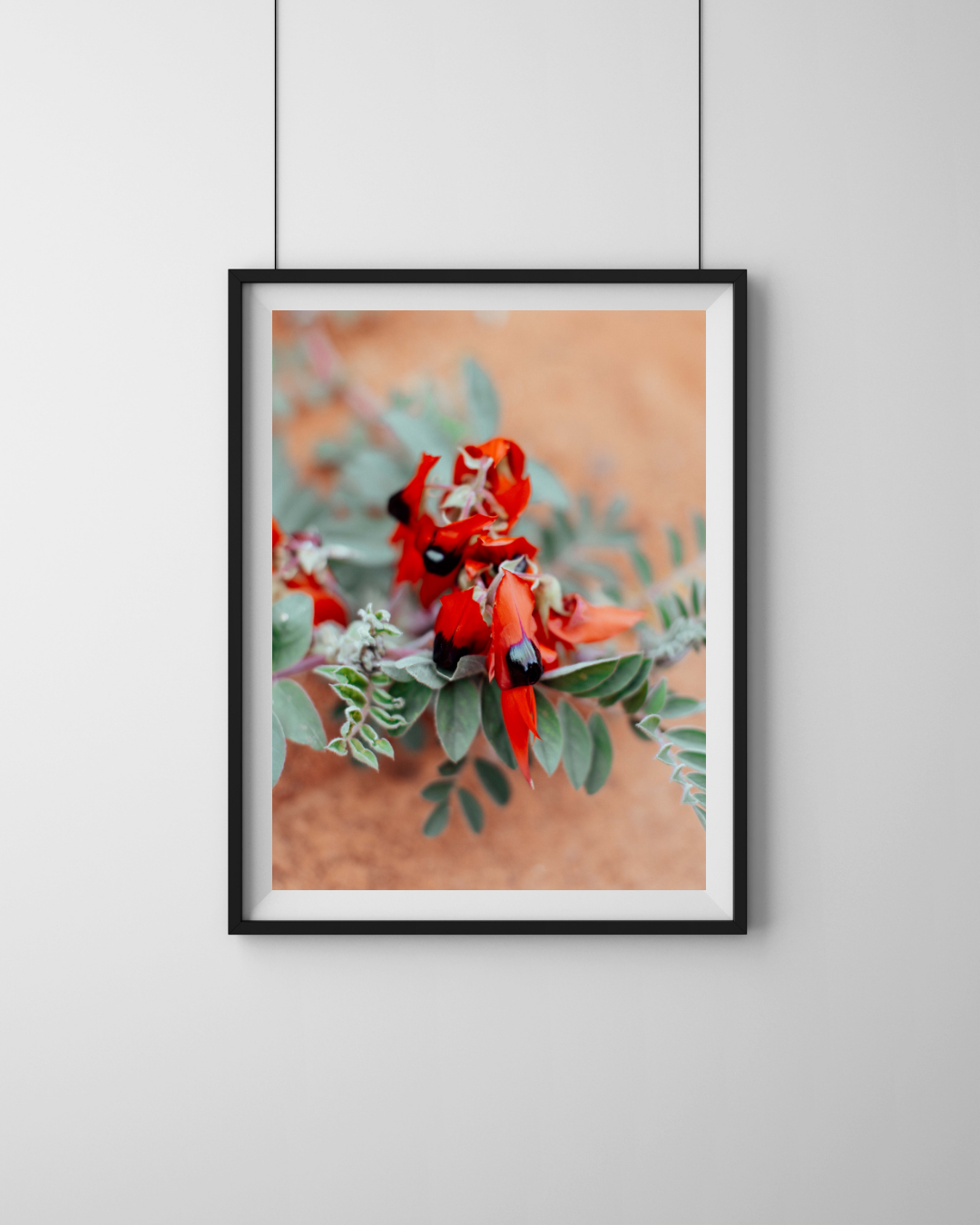 Australian Sturt Desert Pea Flower II Photographic Print