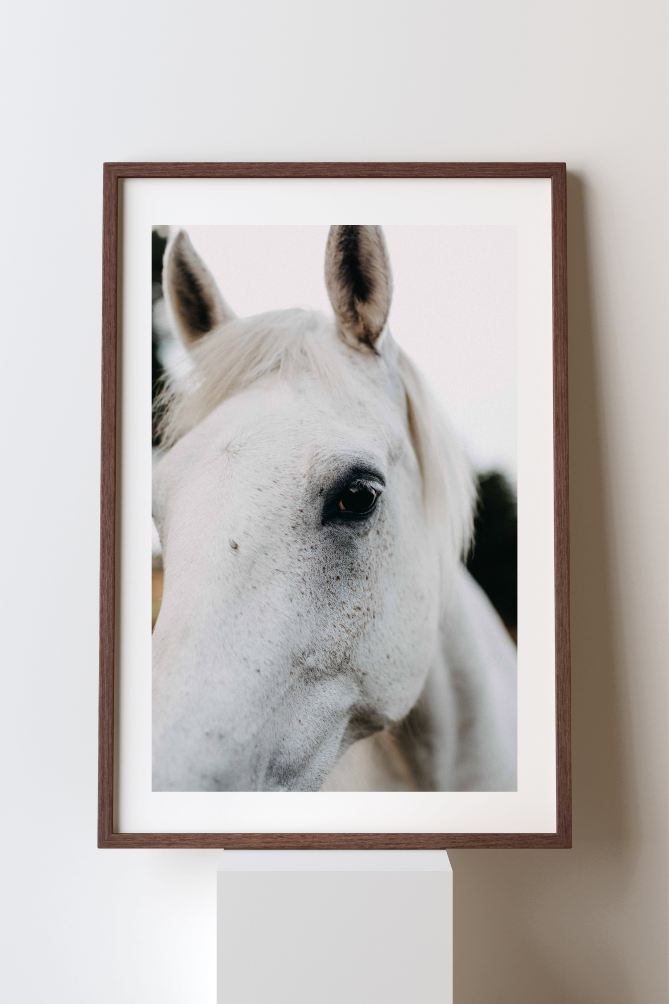 Arthur the White Horse Photographic Print