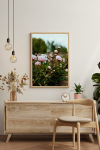 Field of Peonies I Photographic Print