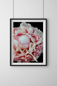 Peony Petal Study Photographic Print