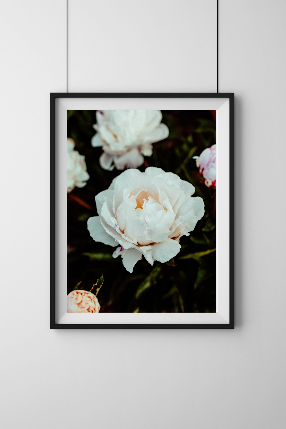 Peony Weight of It Photographic Print