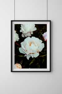 Peony Weight of It Photographic Print