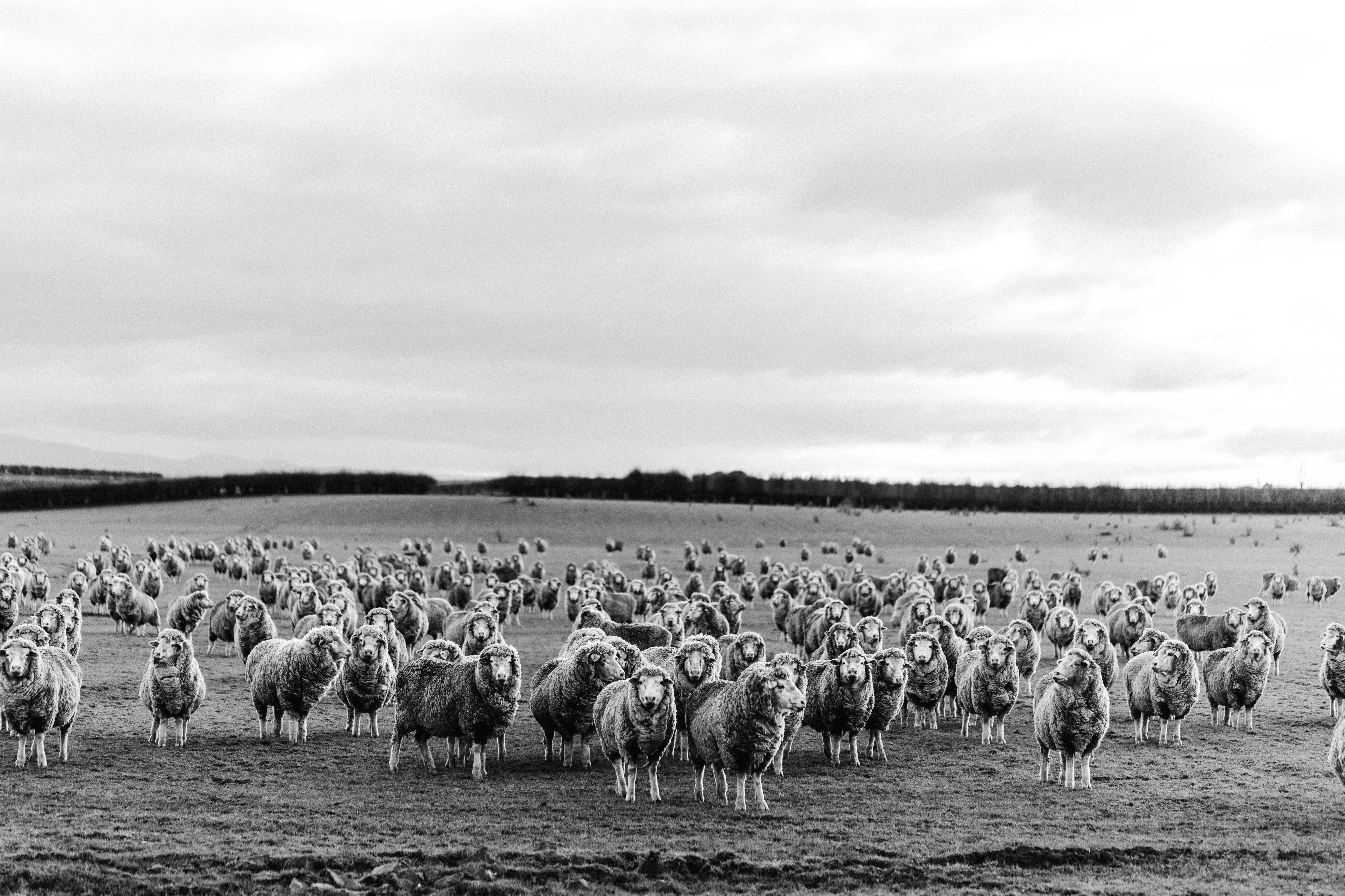 Counting Sheep Photographic Print