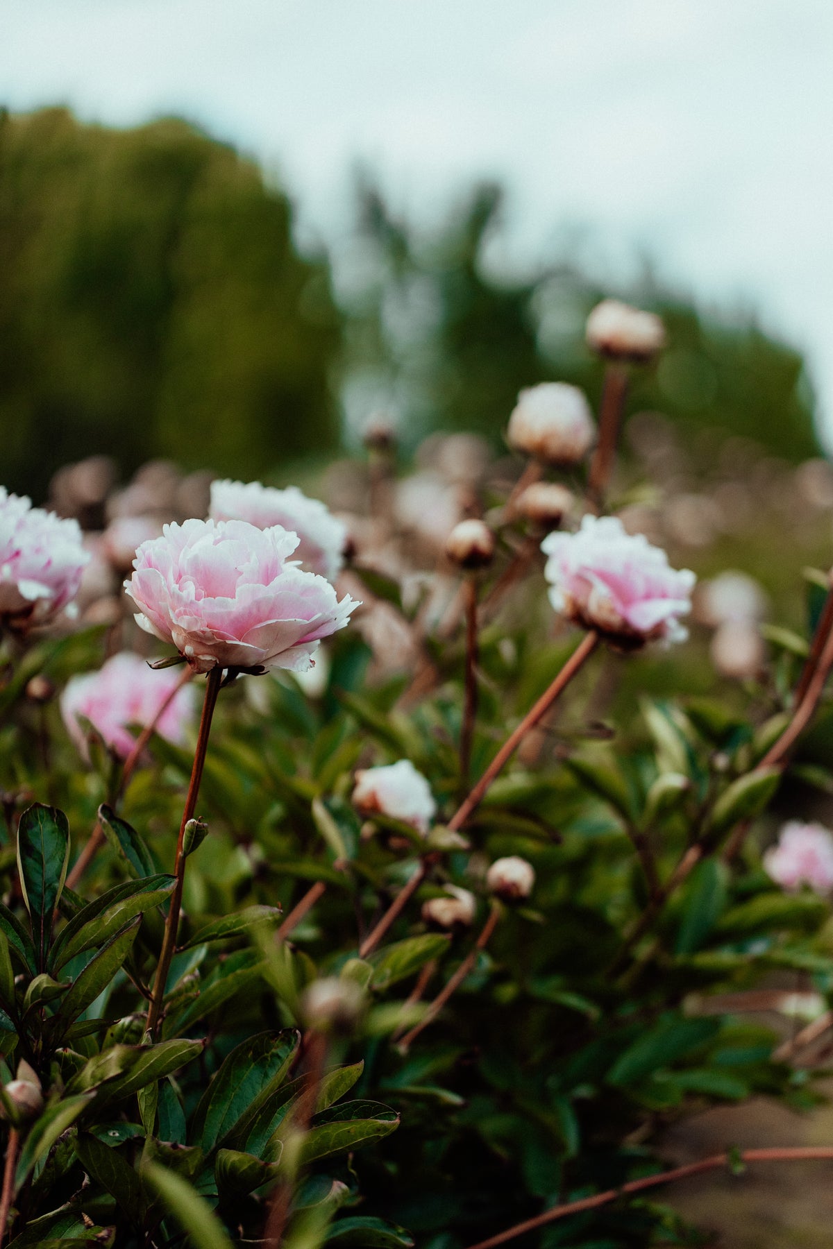 Field of Peonies I Photographic Print