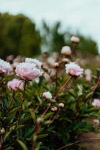 Field of Peonies I Photographic Print