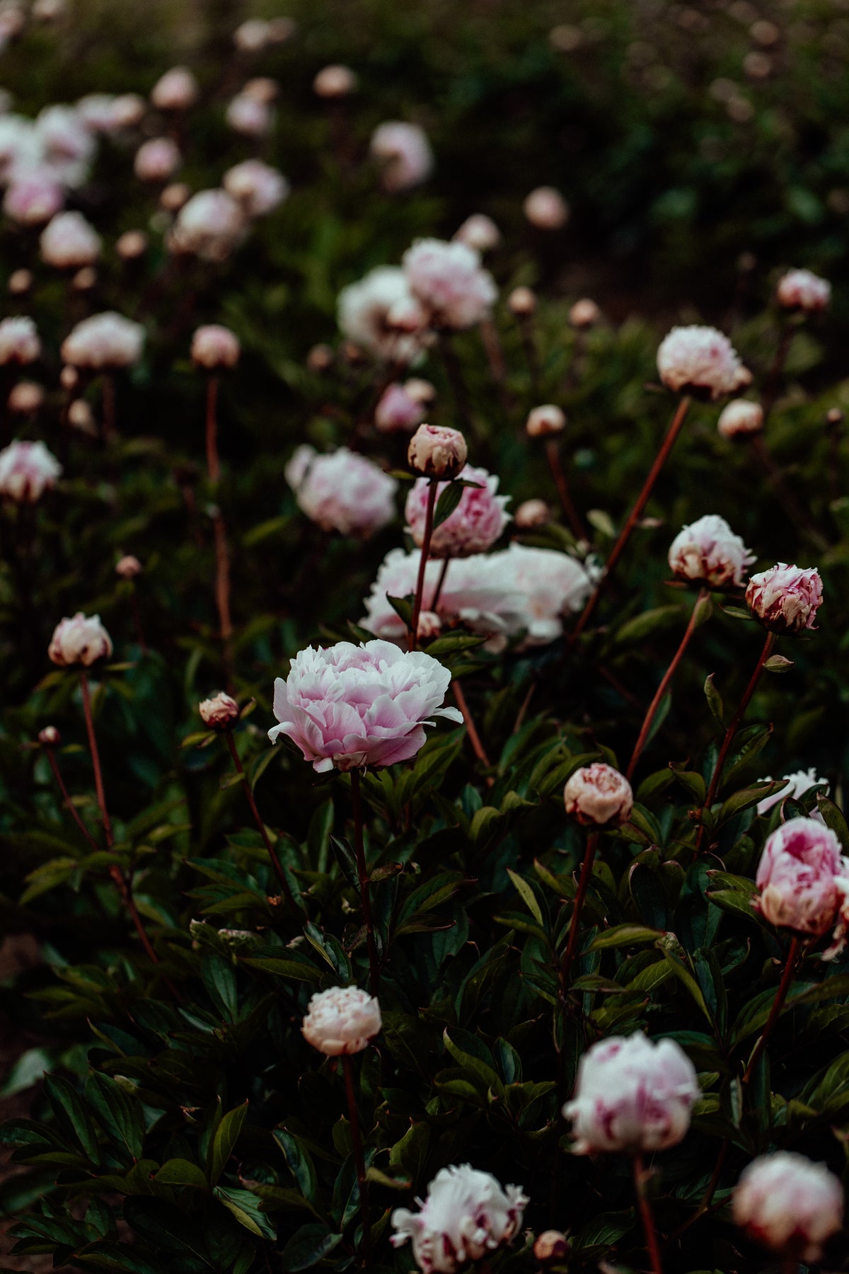 Field of Peonies II Photographic Print