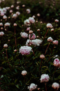 Field of Peonies II Photographic Print