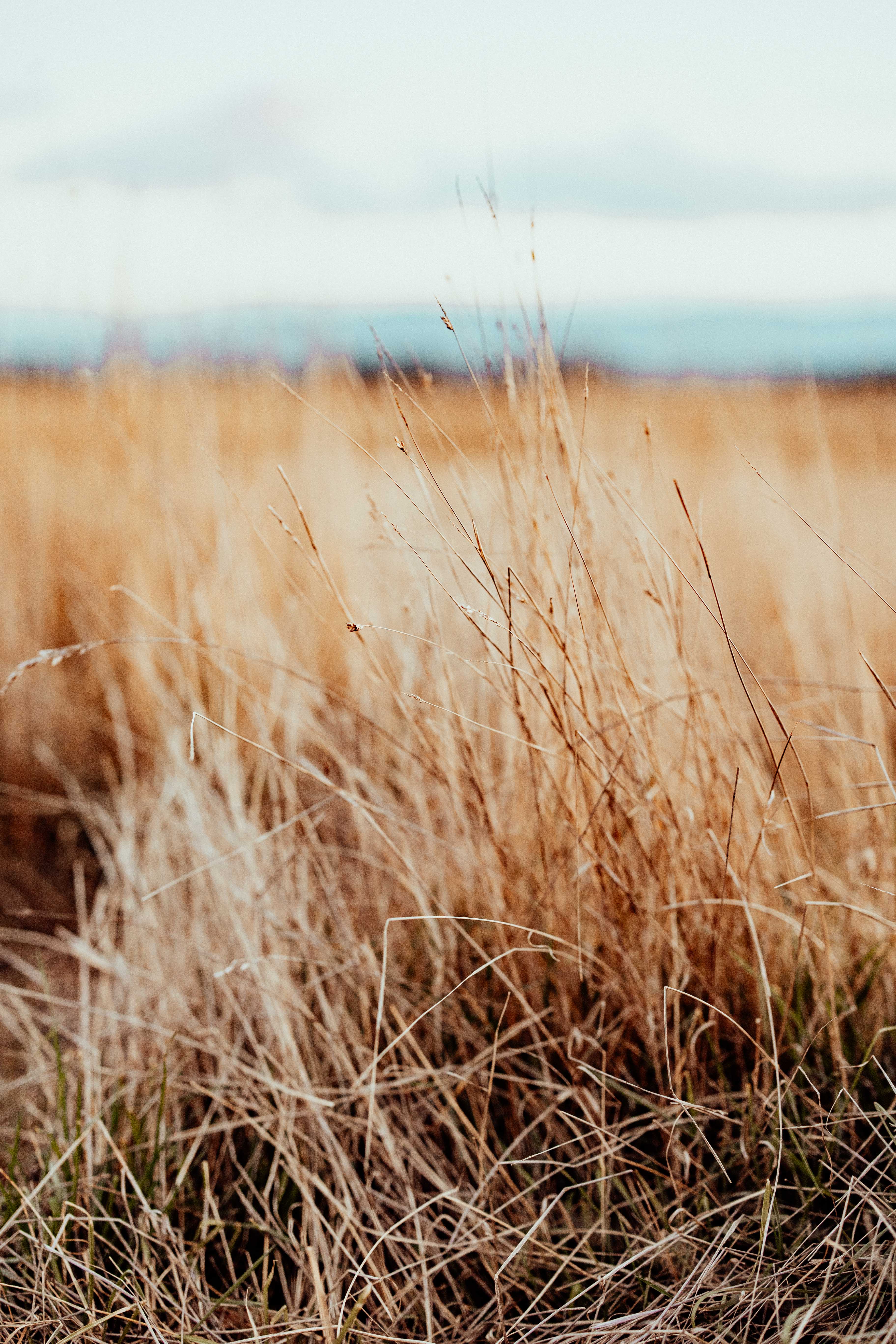Grassline I Photographic Print