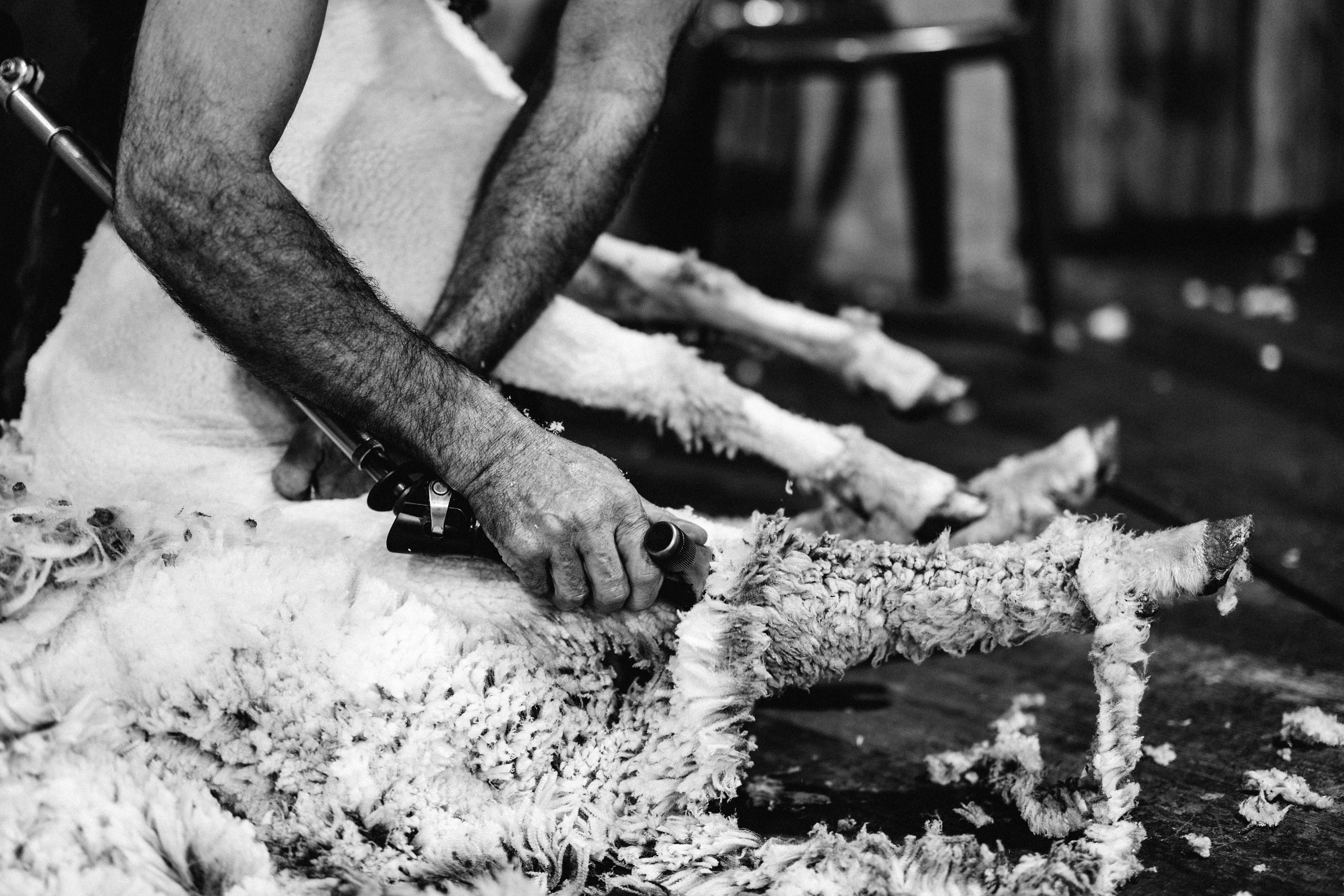 In Rhythm and Wool I Photographic Print