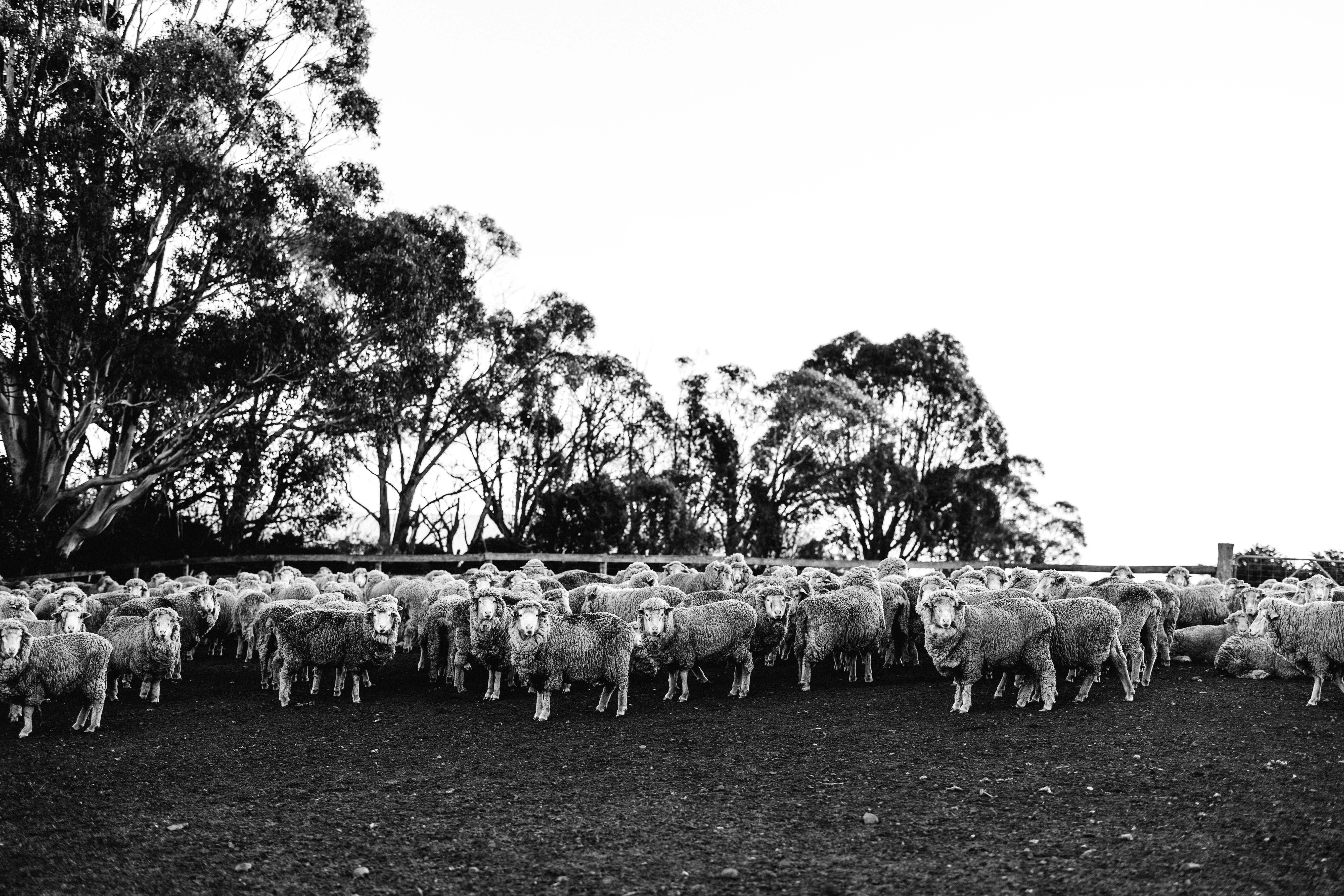 In the Holding Yard III Photographic Print