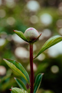 Peony Closed Bud Photographic Print
