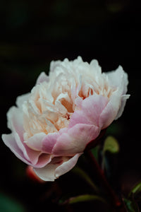 Peony First Light Photographic Print