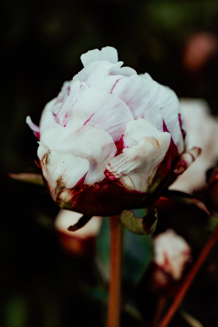 Peony Mid Bloom Photographic Print