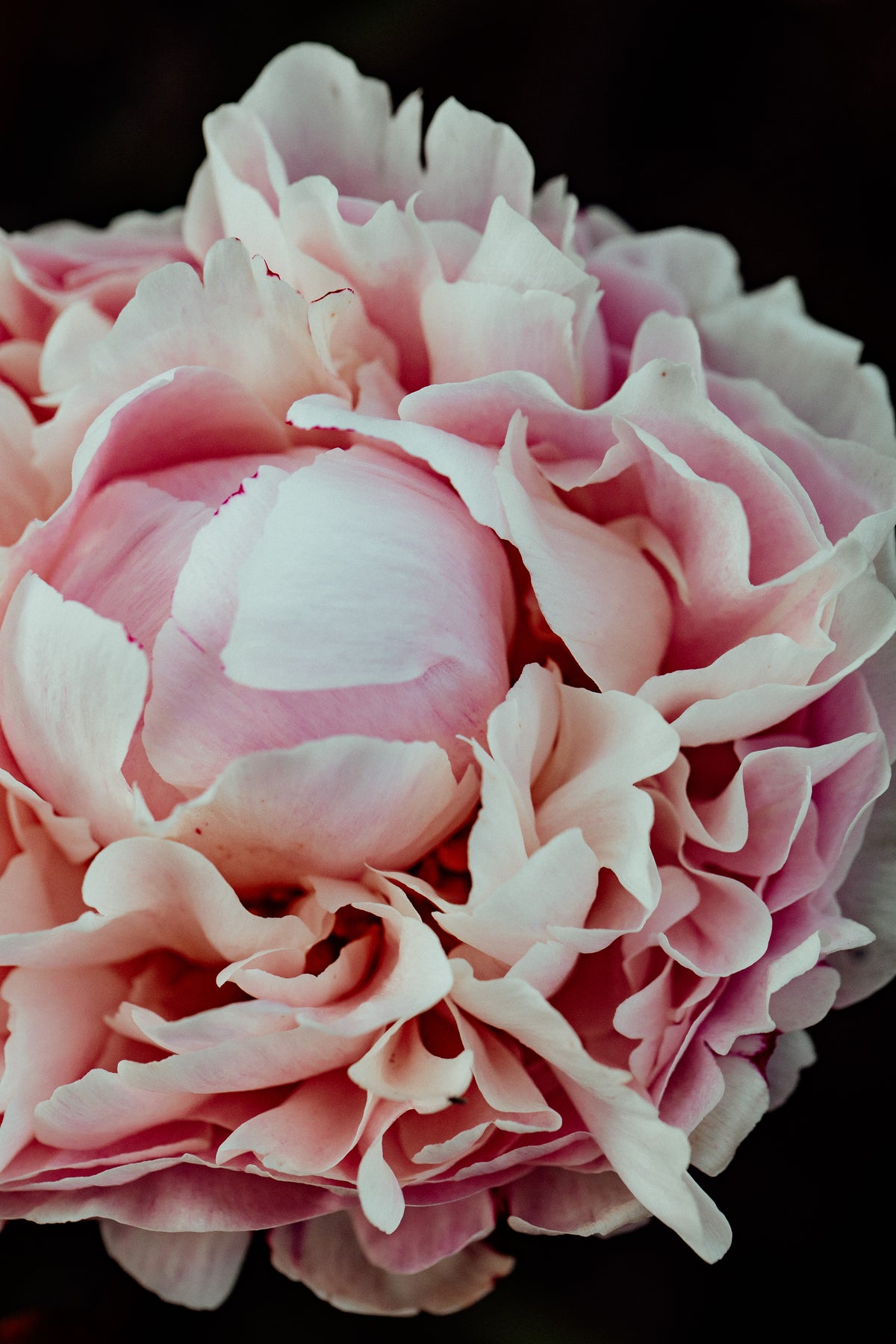 Peony Petal Study Photographic Print