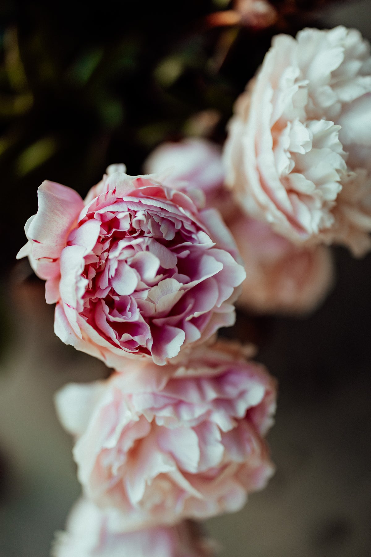 Peony Together in the Weight Photographic Print