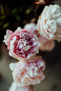 Peony Together in the Weight Photographic Print