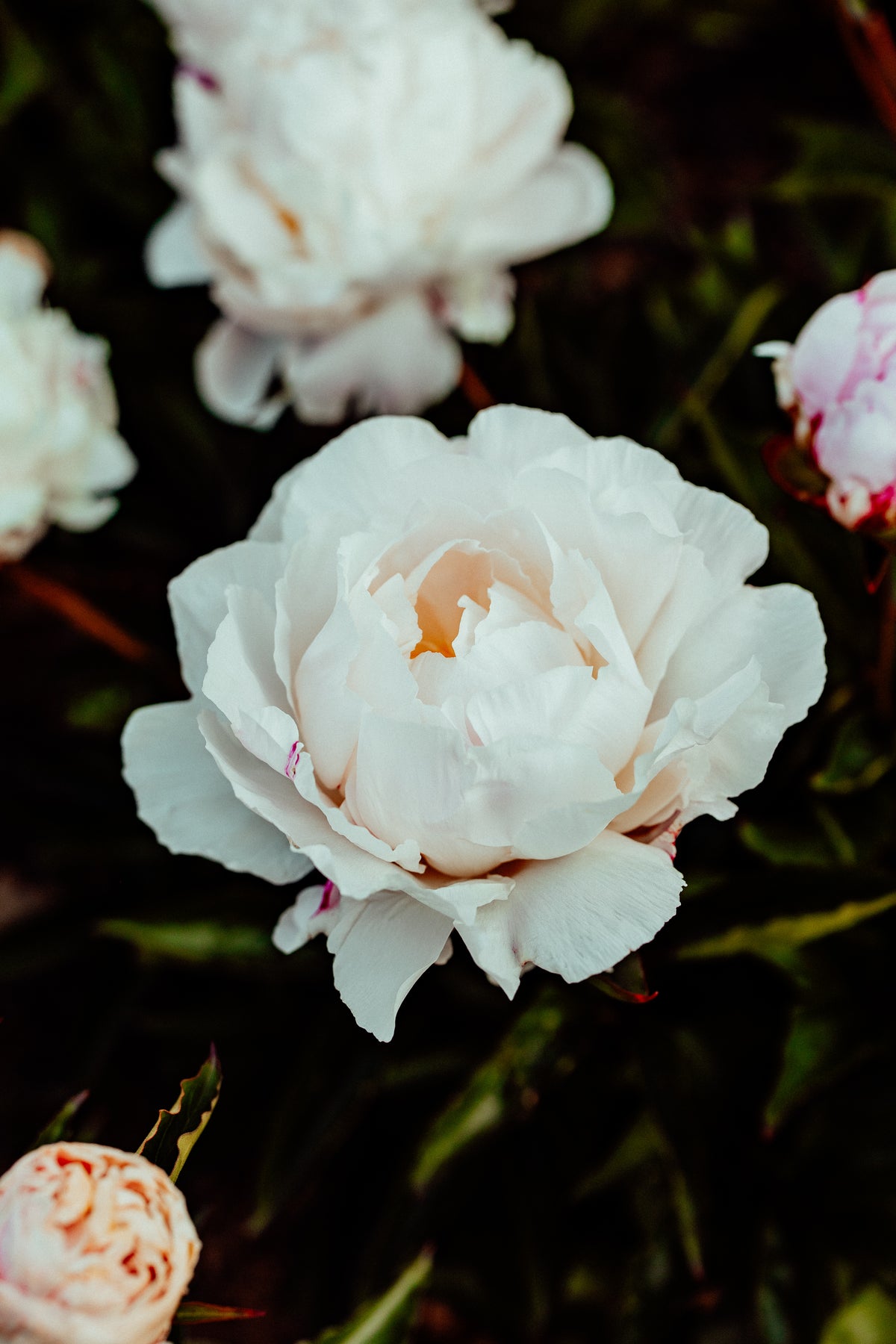 Peony Weight of It Photographic Print