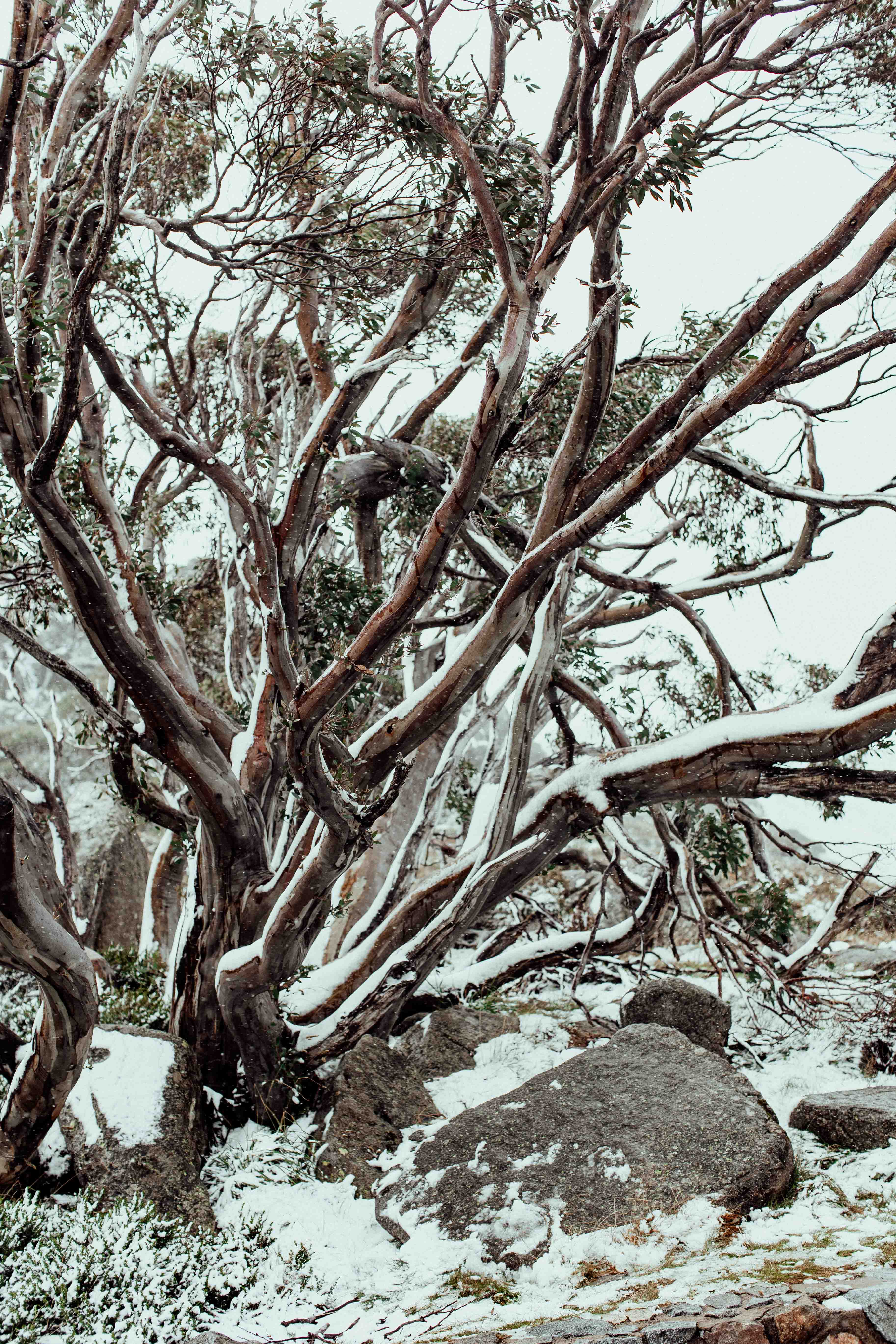 Snow Gum Kosciuszko II Photographic Print