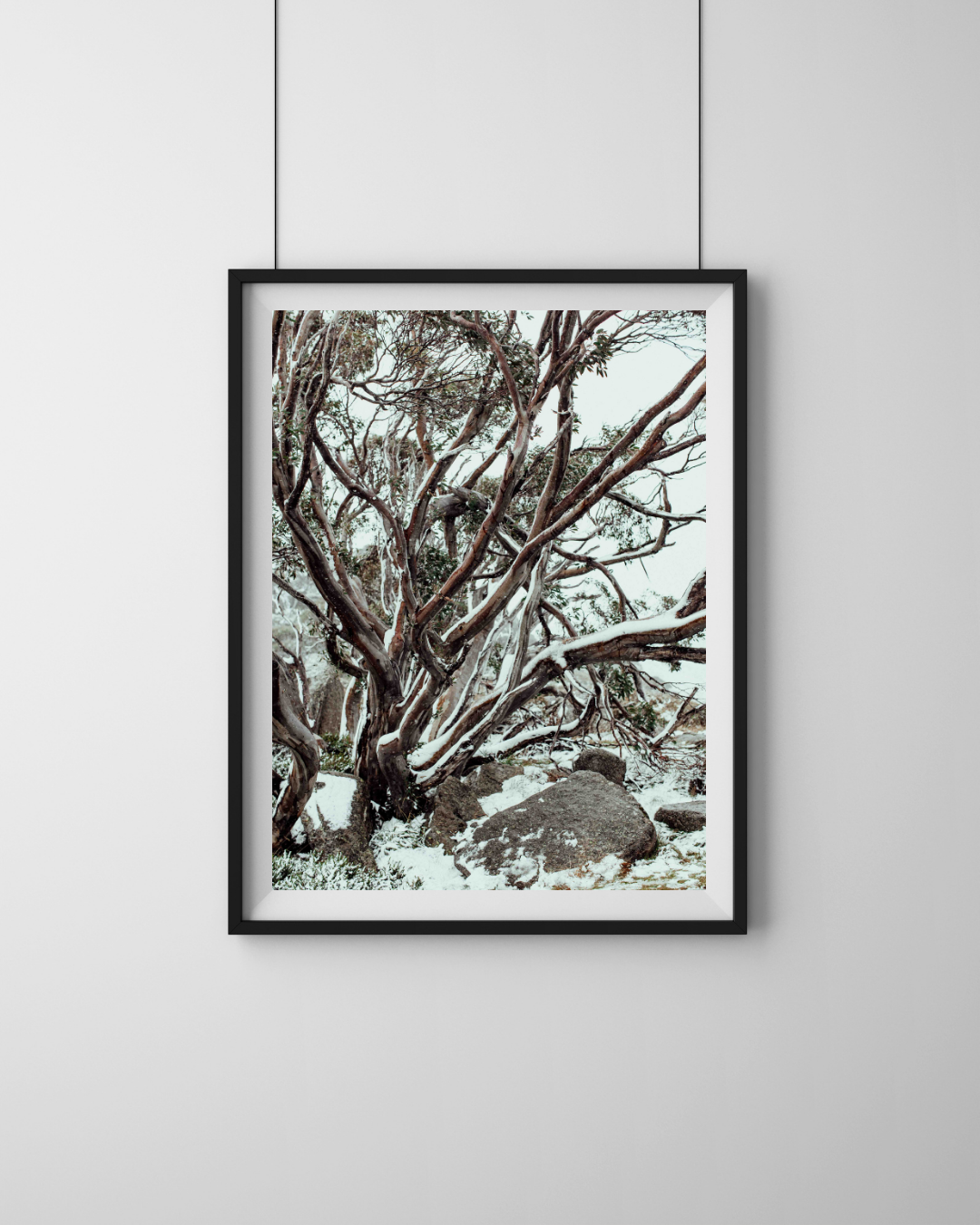 Snow Gum Kosciuszko II Photographic Print