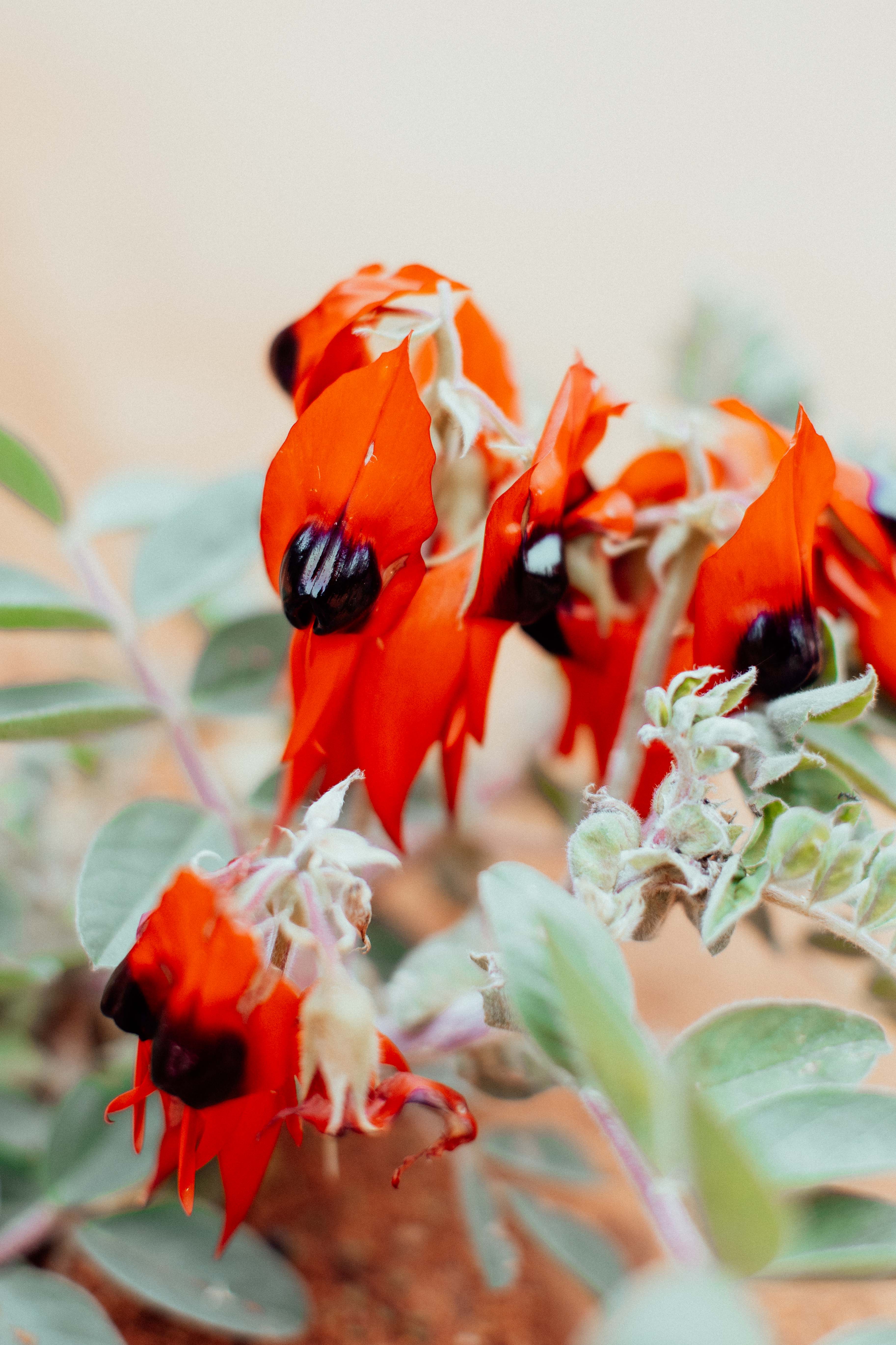 Australian Sturt Desert Pea Flower I Photographic Print