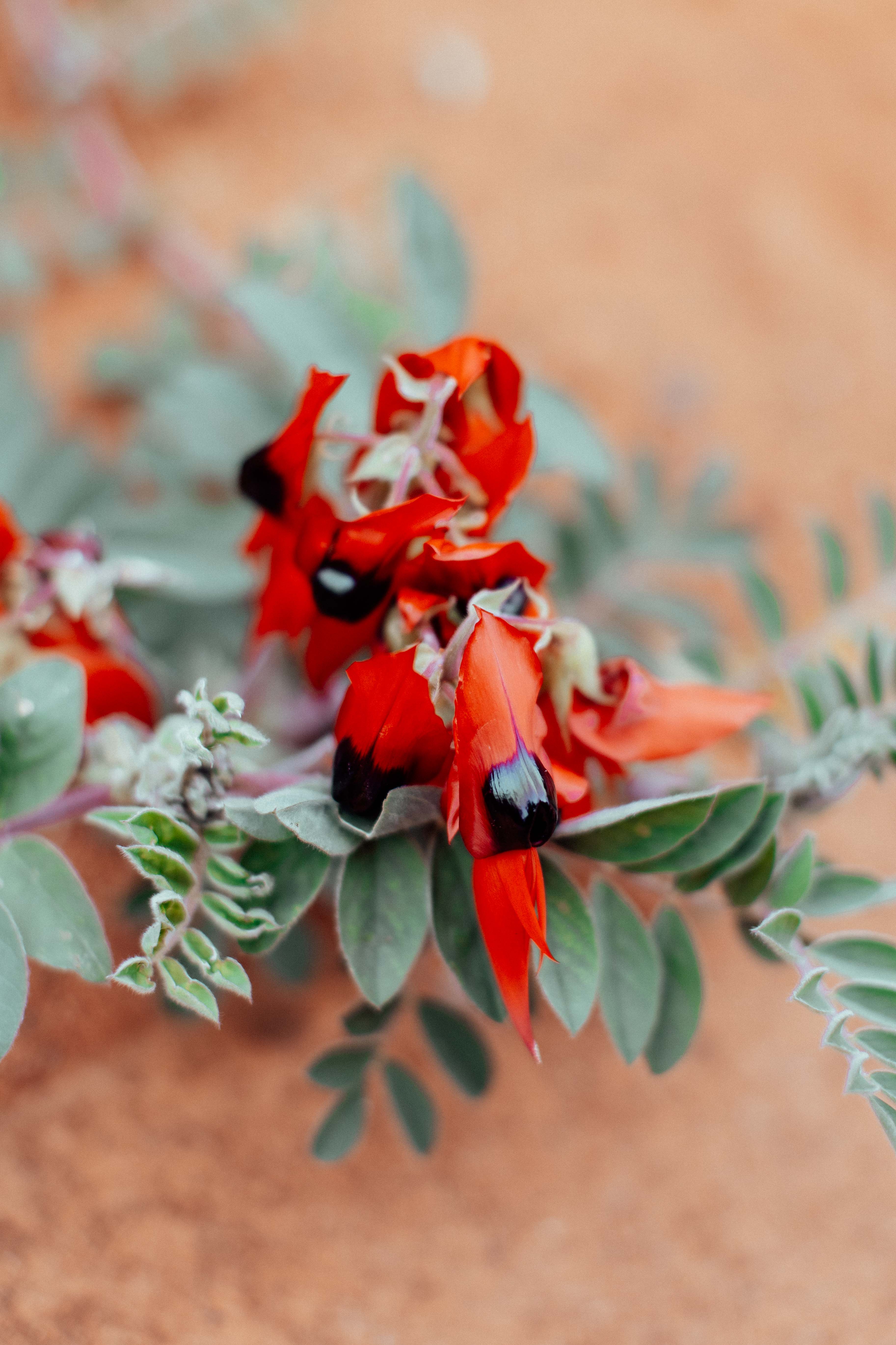 Australian Sturt Desert Pea Flower II Photographic Print
