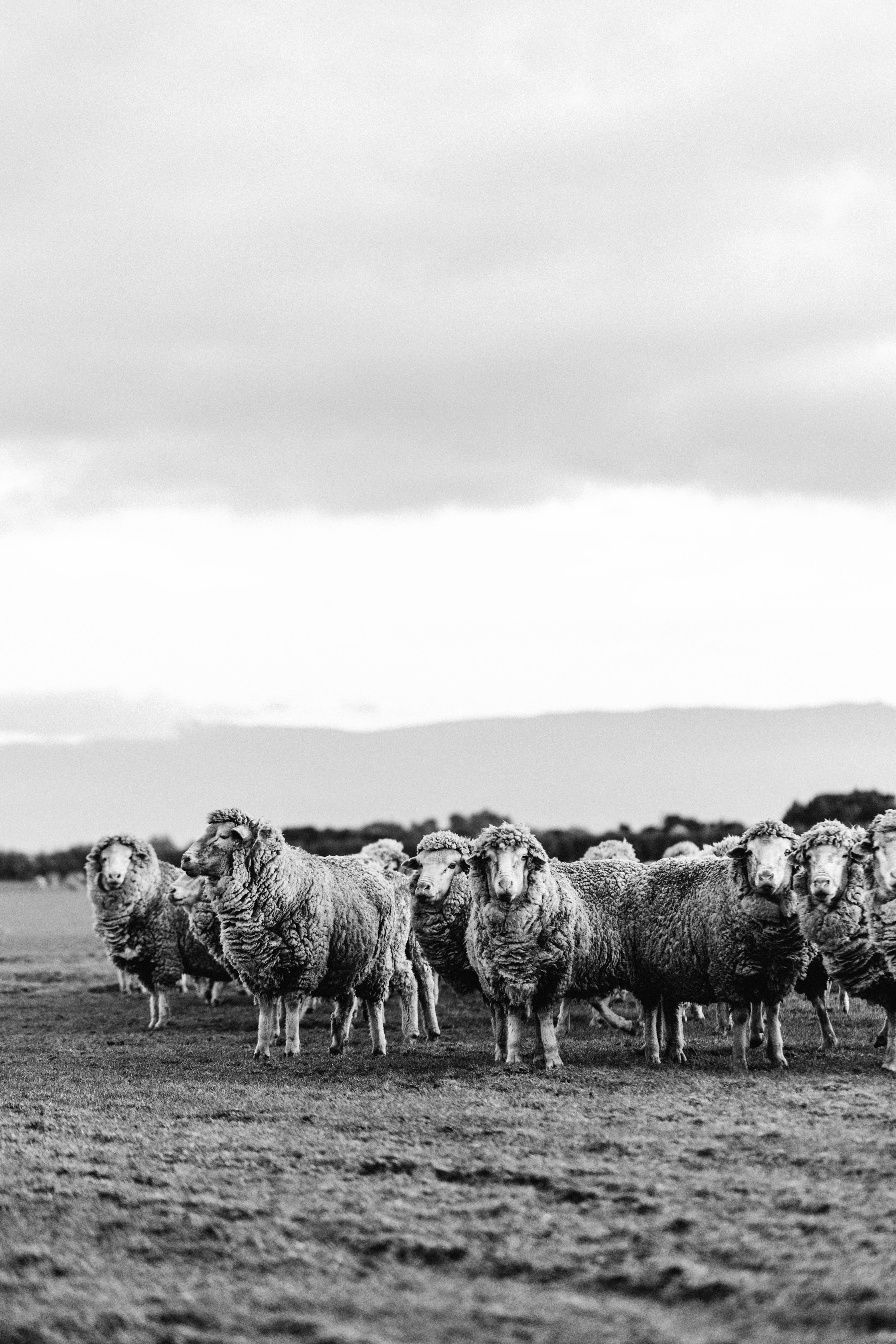 The Grazing Hour II Photographic Print