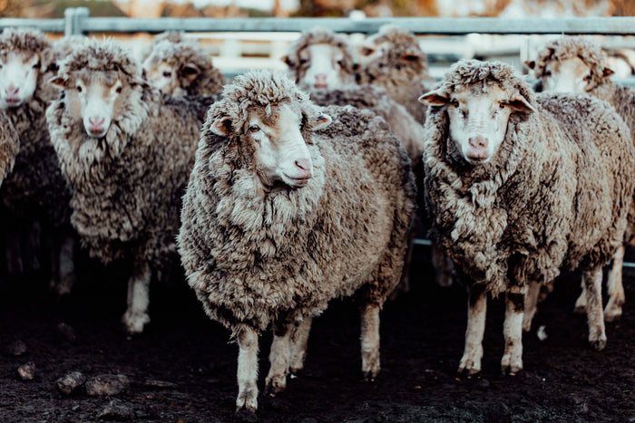 The Waiting Mob I Photographic Print