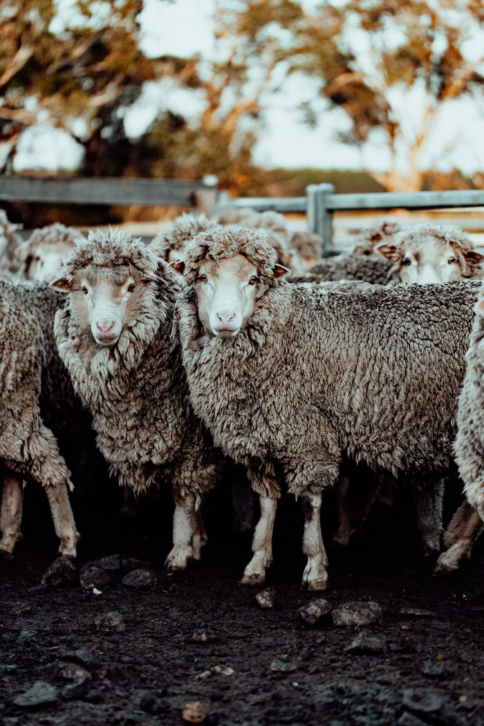 The Waiting Mob II Photographic Print