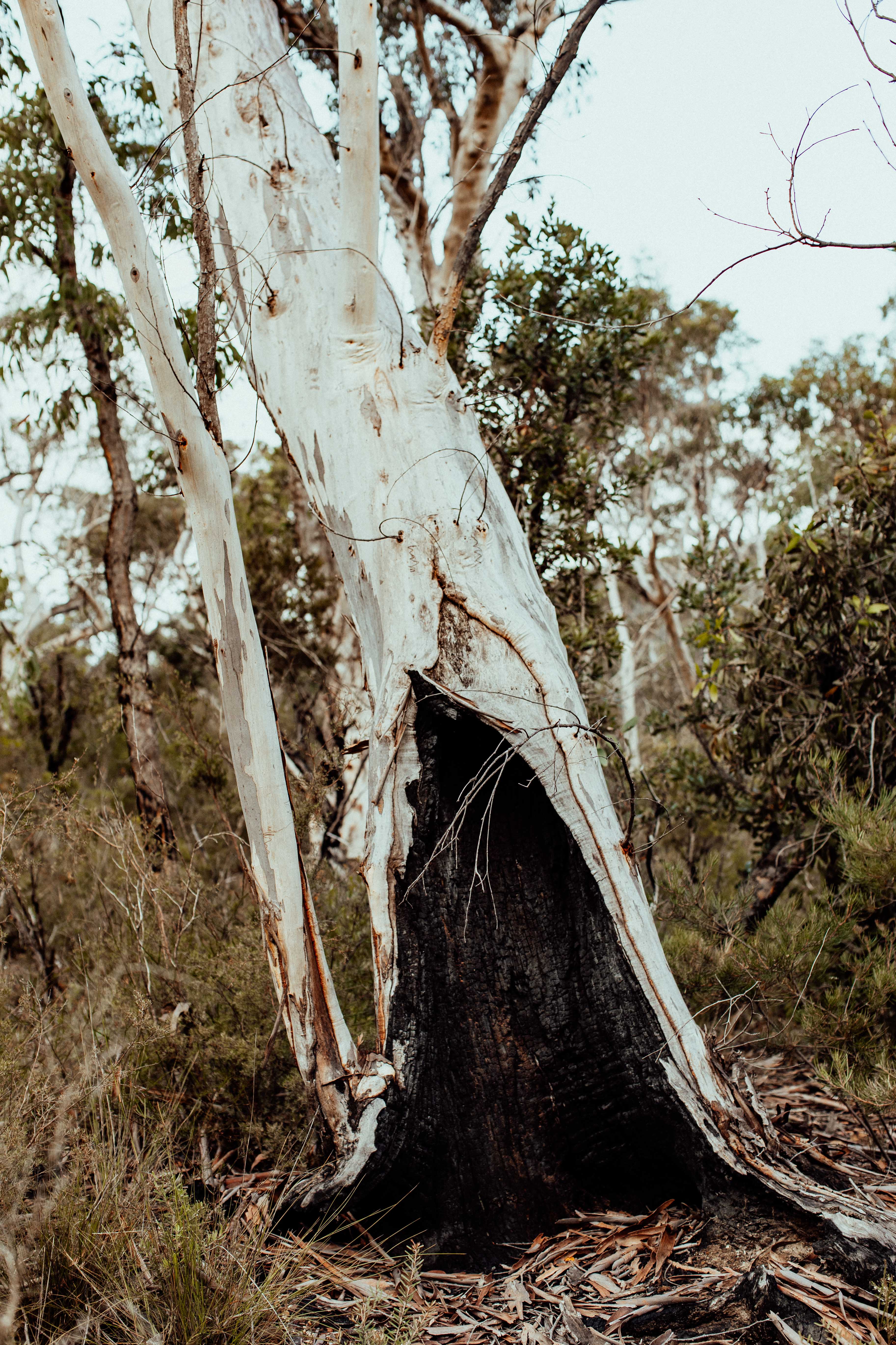 Bushfire Gum Photographic Print