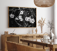 Australian Flannel Flower I B+W Photographic Print