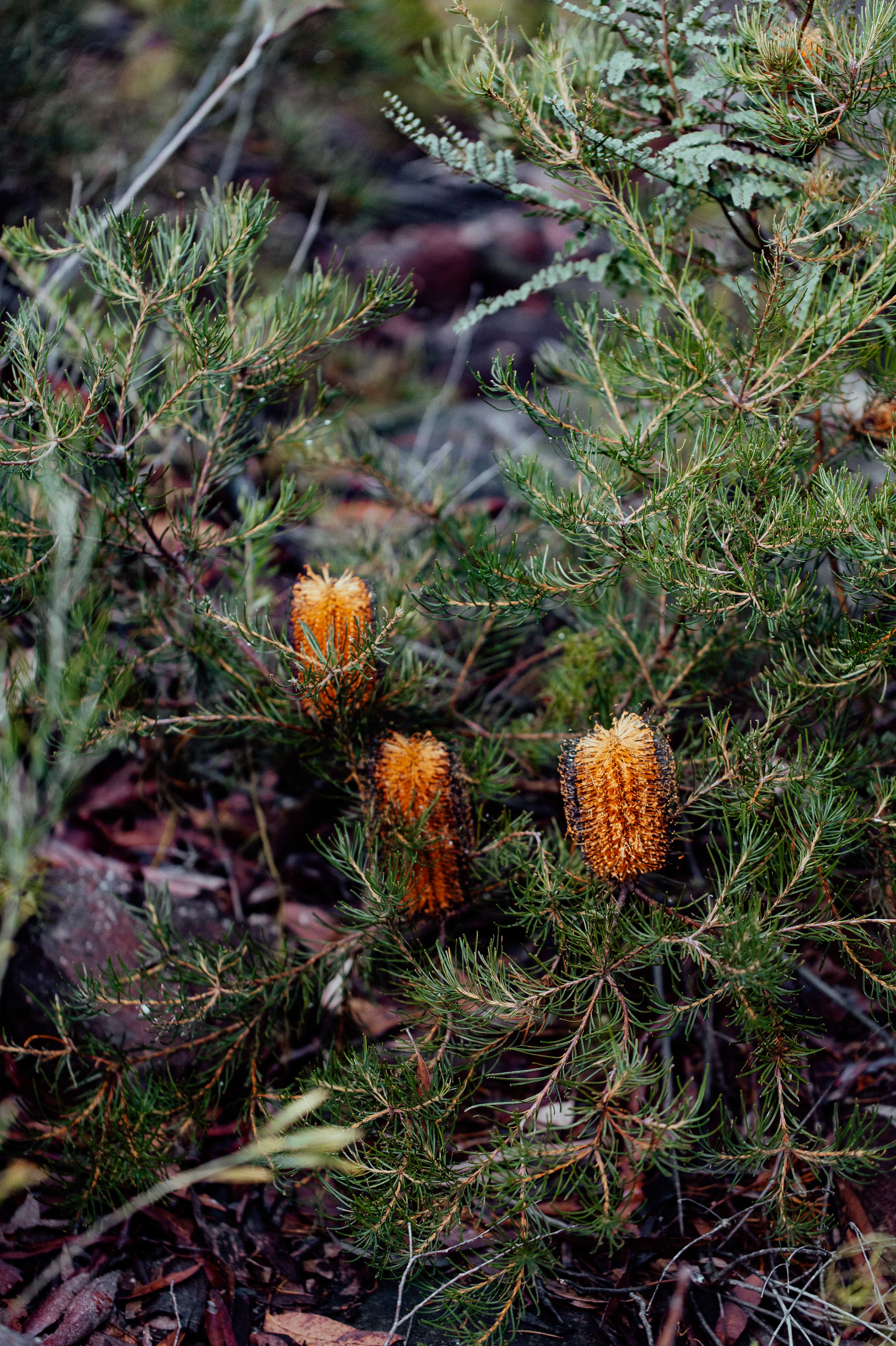 Hairpin Banksia II Photographic Print