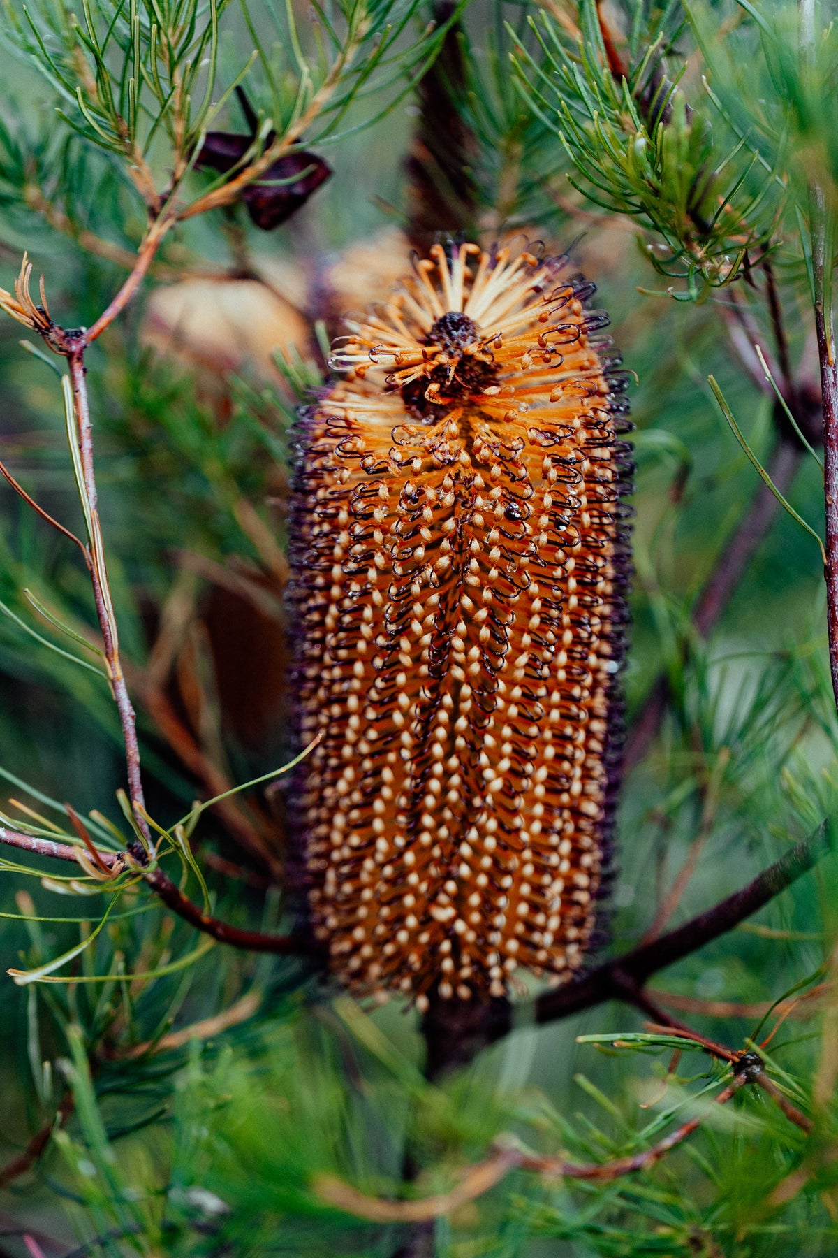 Hairpin Banksia I Photographic Print