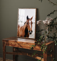 Coco the Horse I Photographic Print