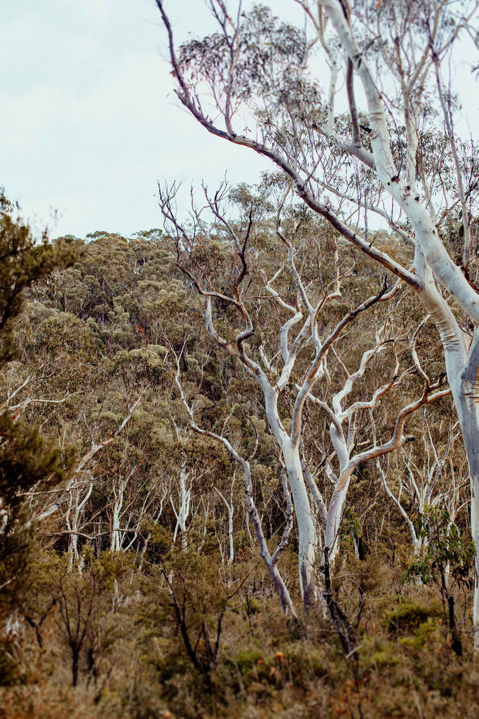 Scribbly Gums II Photographic Print