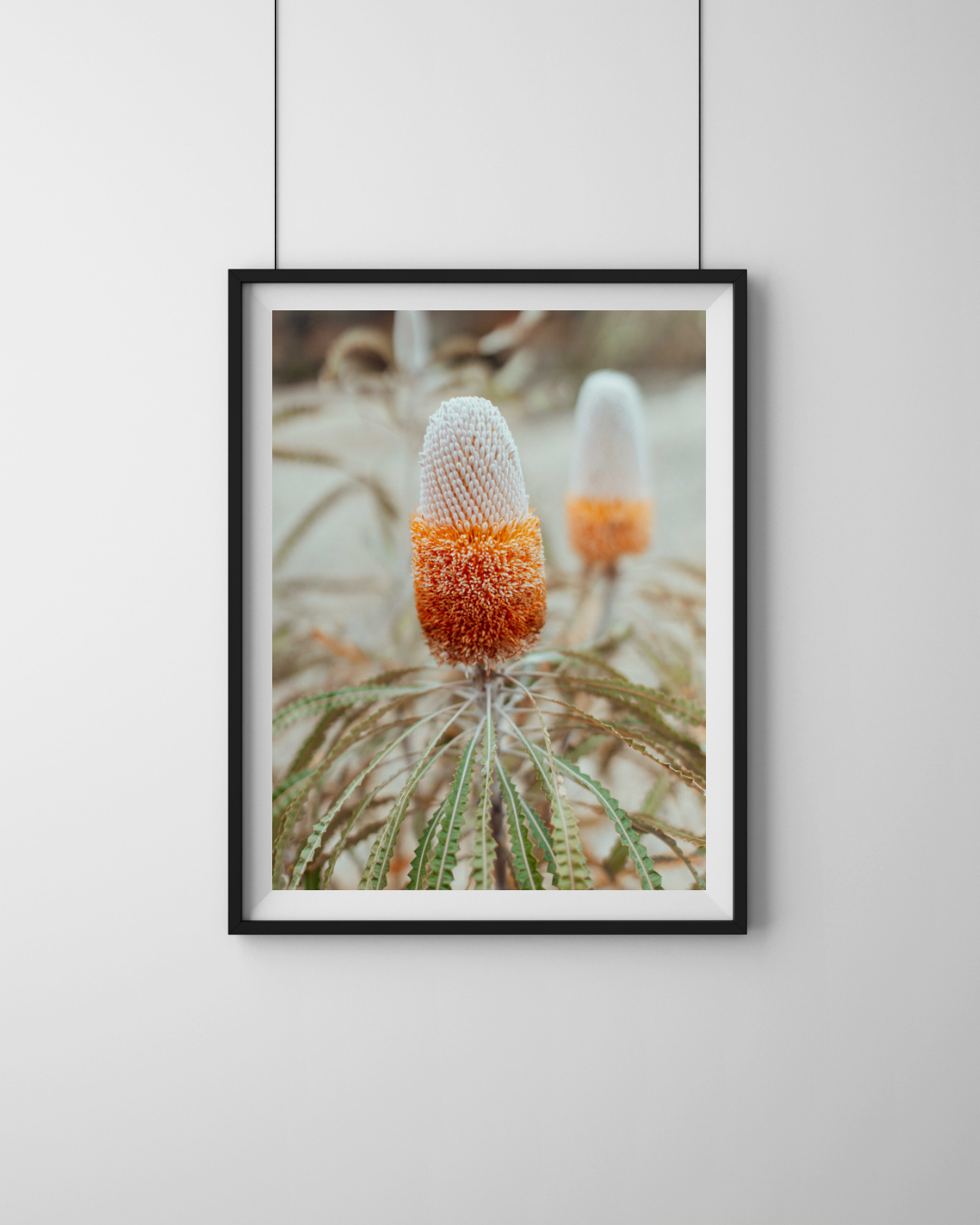 Australian Banksia Prionotes II Photographic Print