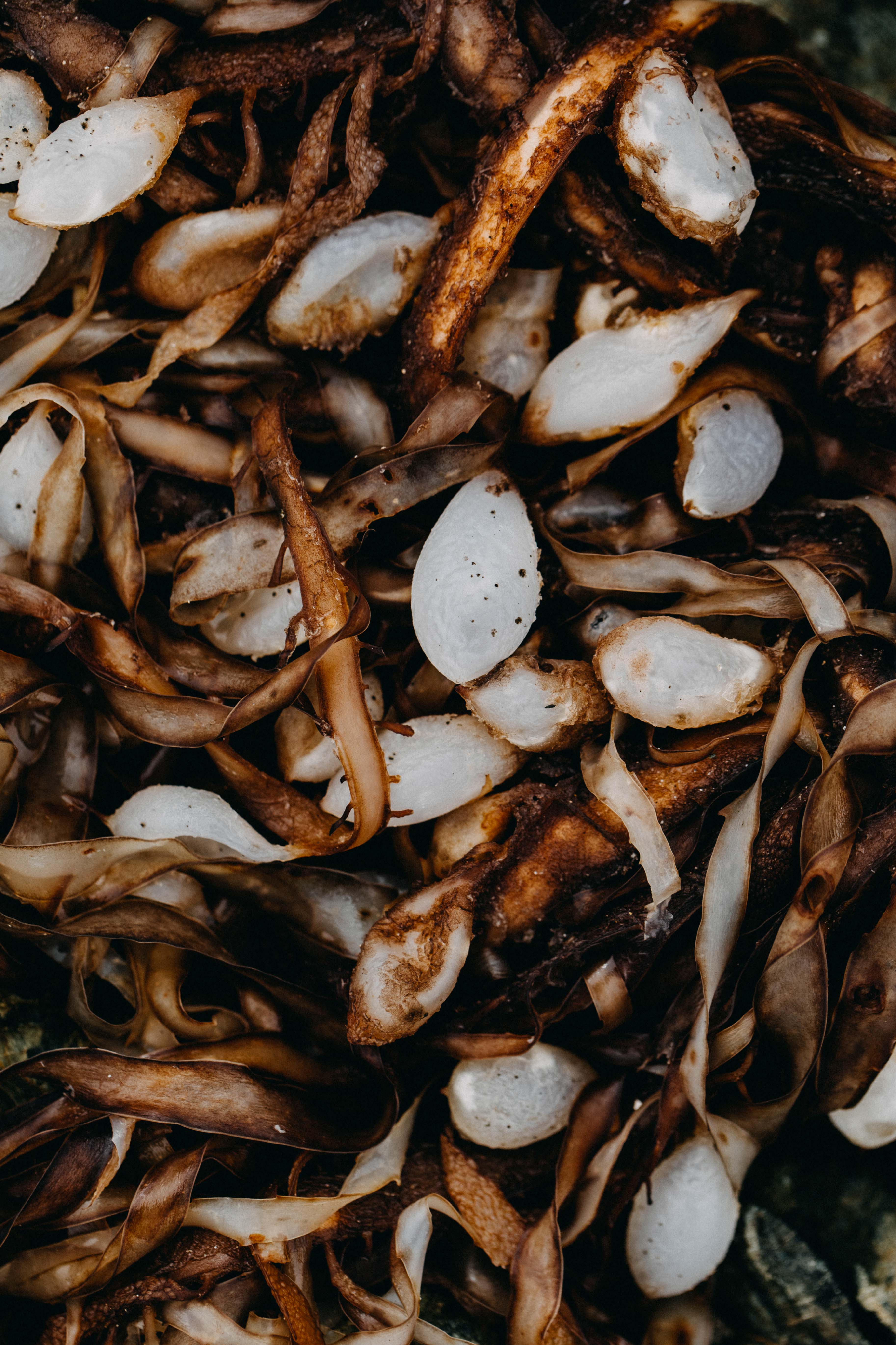 Seaweed Wrack II Photographic Print
