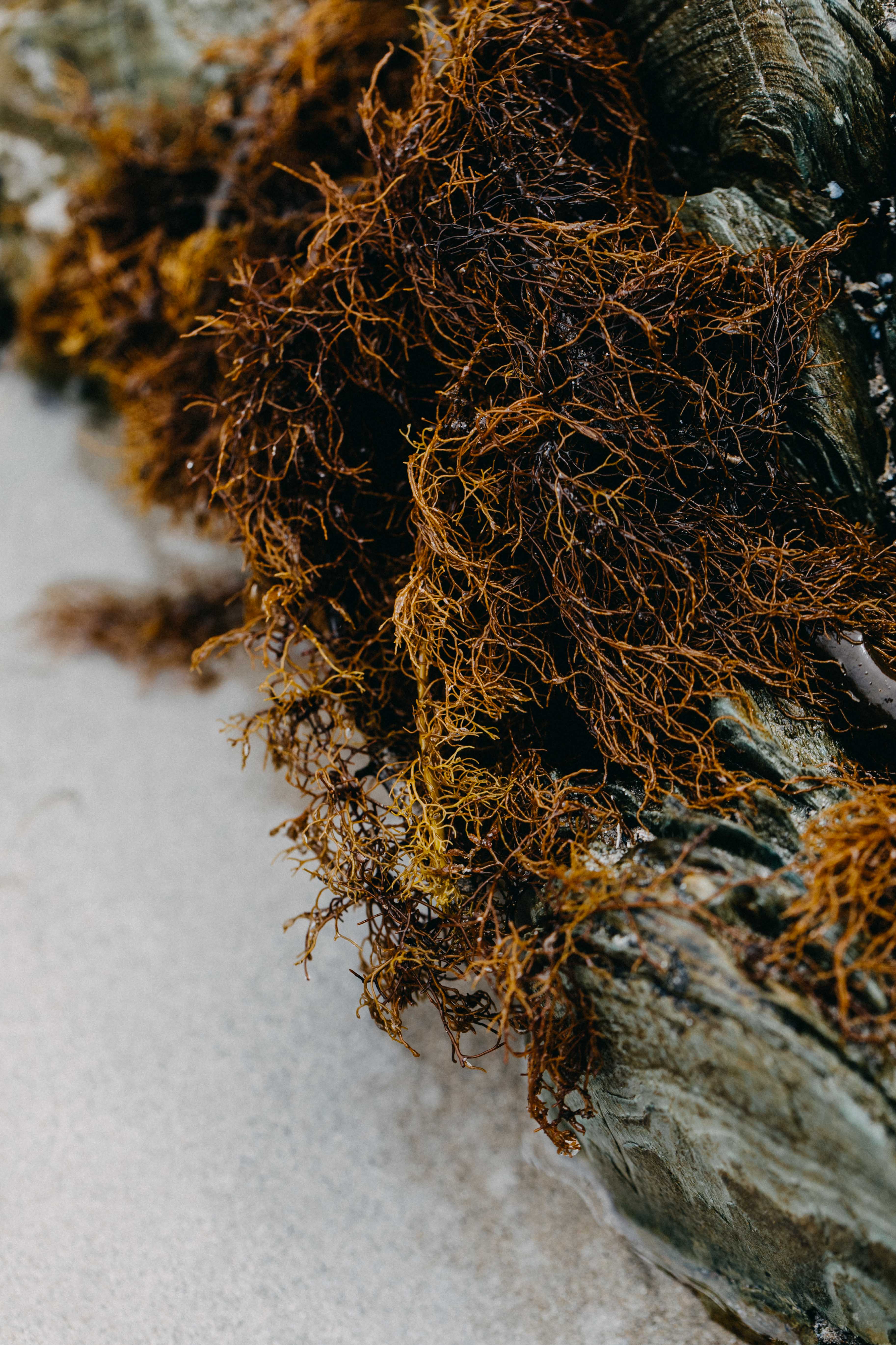 Tasmanian Intertidal Garden V Photographic Print