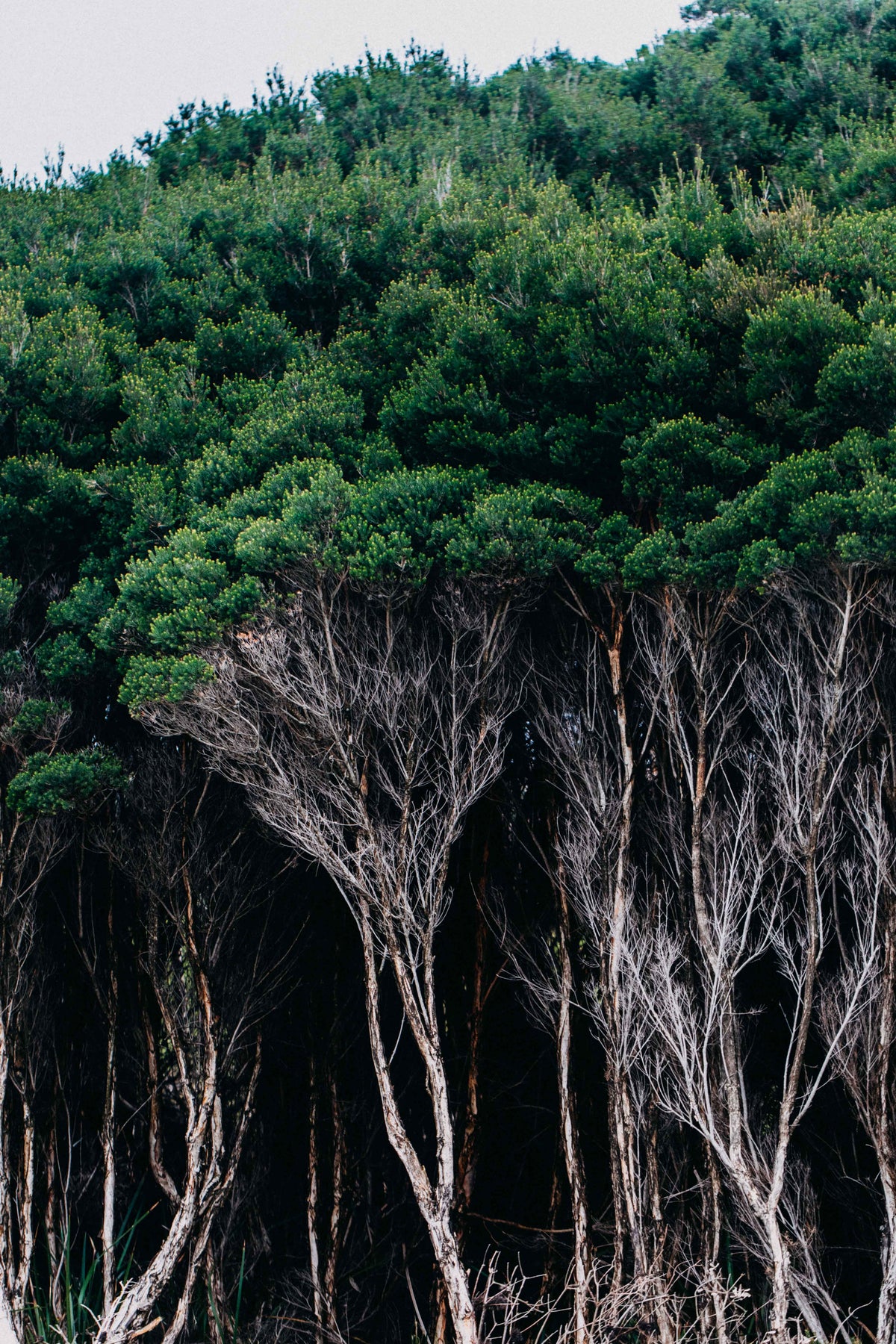 Melaleuca Tree Cluster Photographic Print