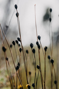 Buttongrass Moorland Photographic Print