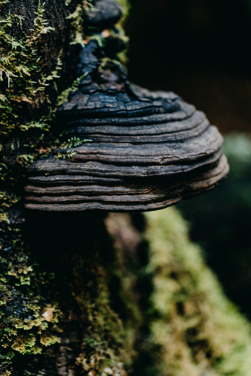 Tarkine Fungi I Photographic Print