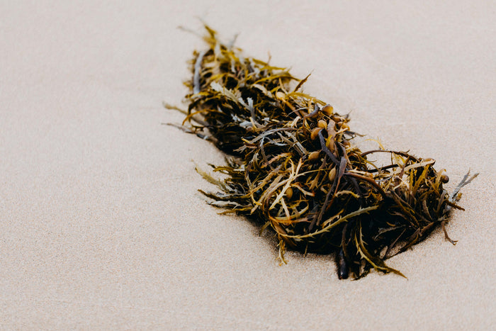 Seaweed Phyllospora comosa II Photographic Print - Emily O'Brien